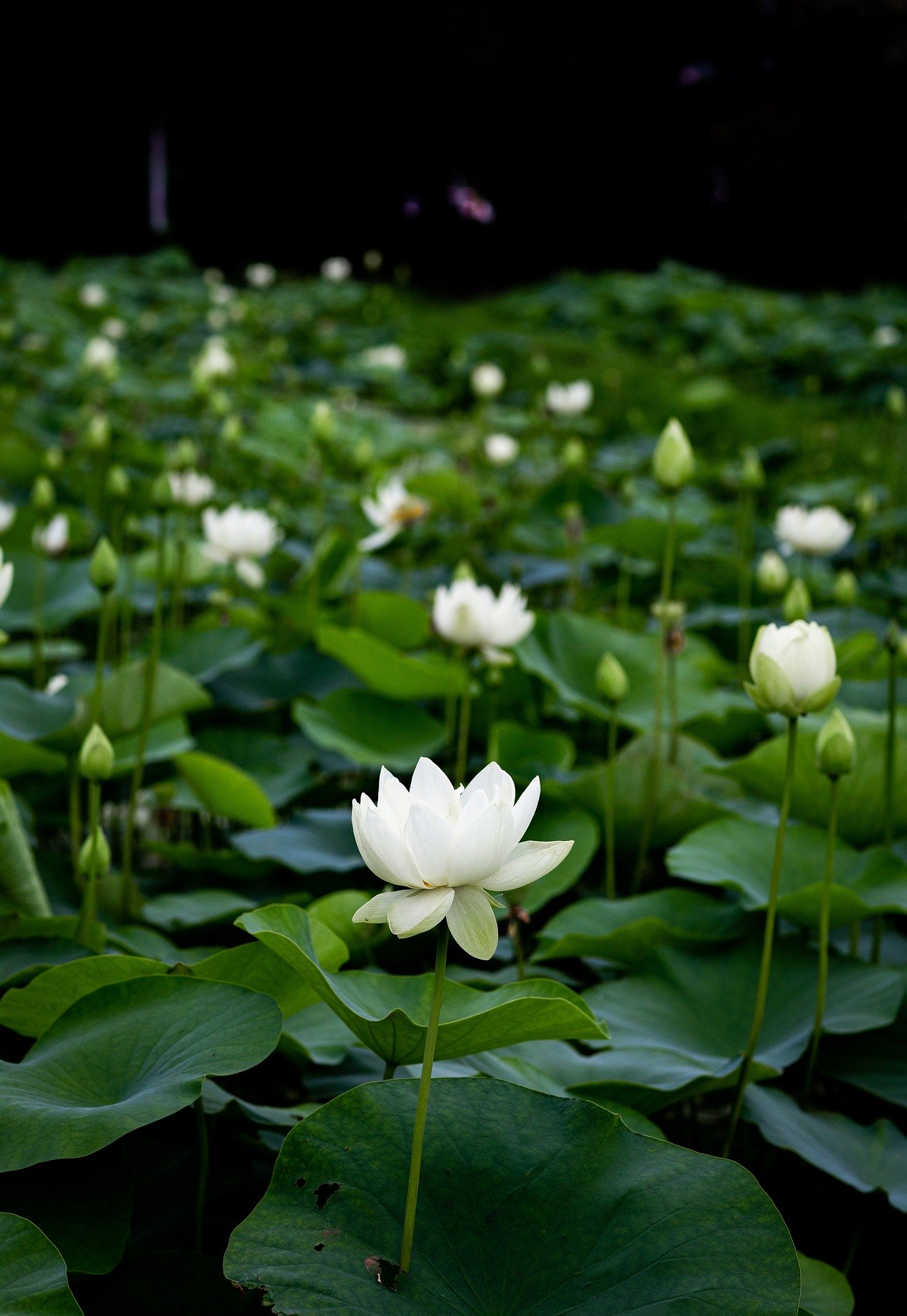 lotus-plant | Gardening ABC
