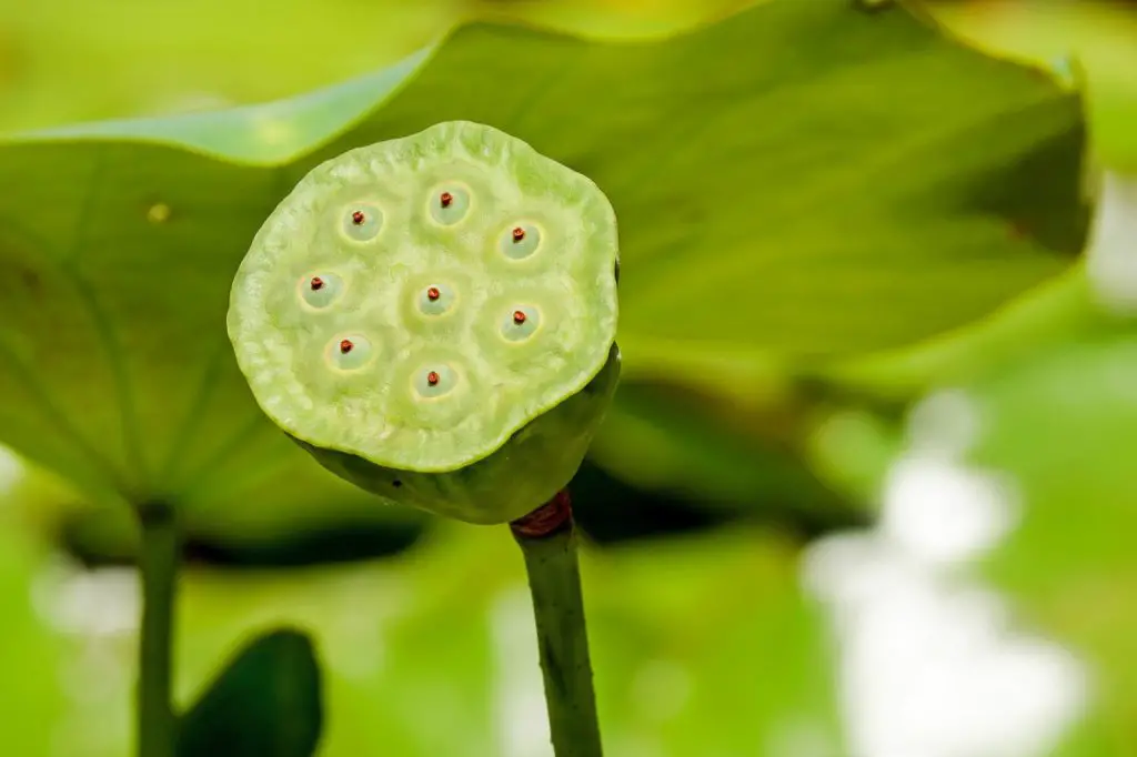 planting lotus seeds