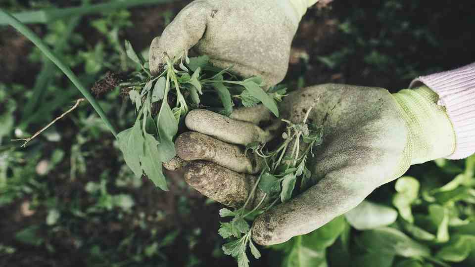 weed control by hand