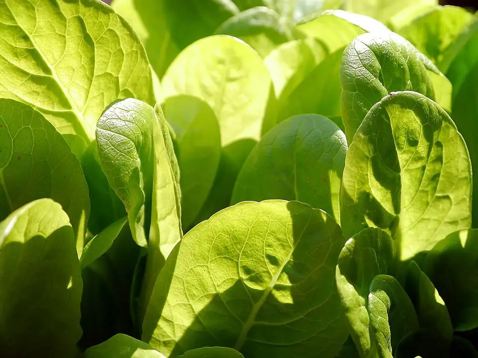 planting lettuce plants