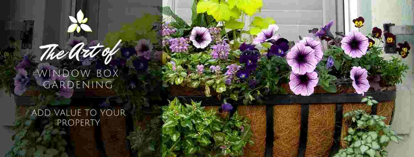 window box planters