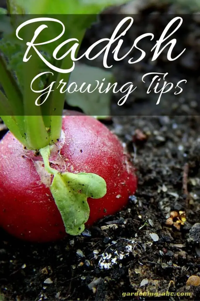 radish growing tips