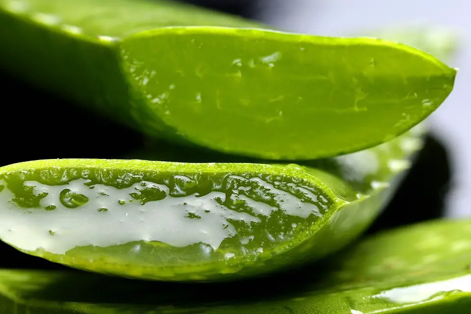 aloe vera leaf cutting propagation