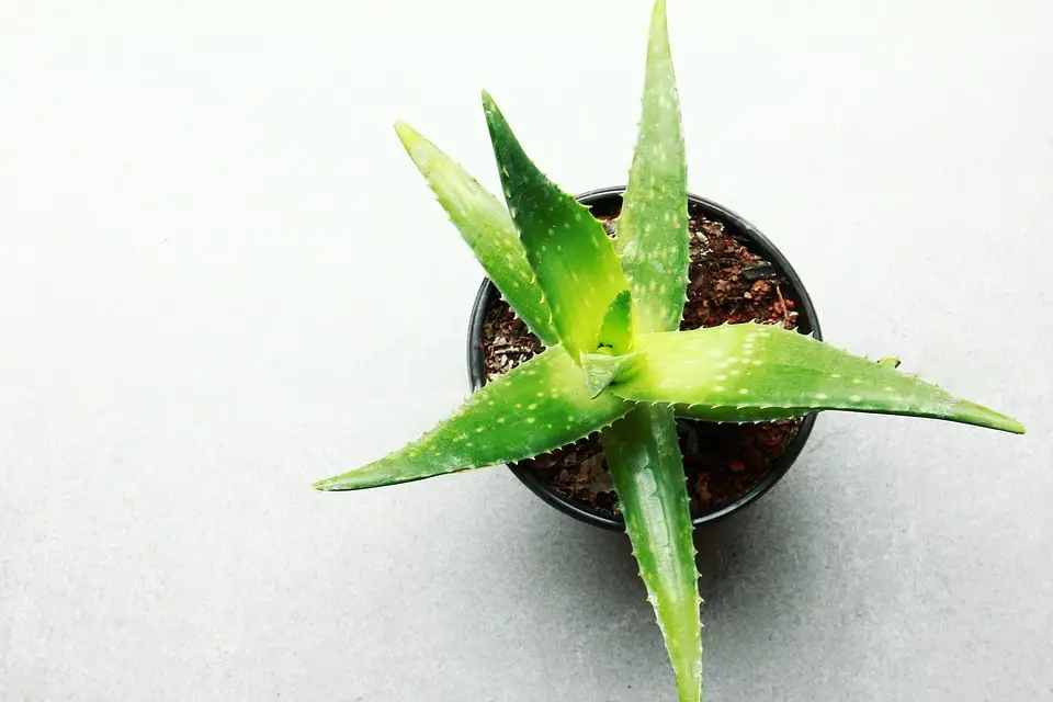 how to grow aloe vera 