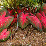 elephant ears propagation