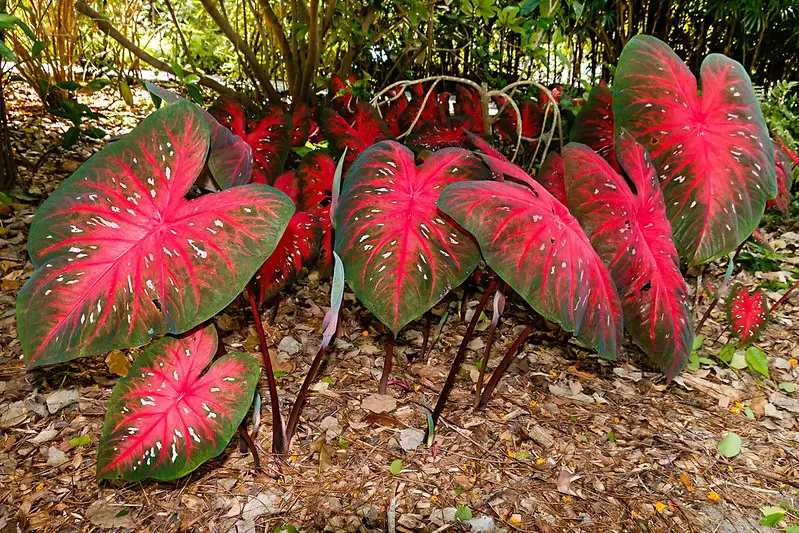 elephant ears propagation