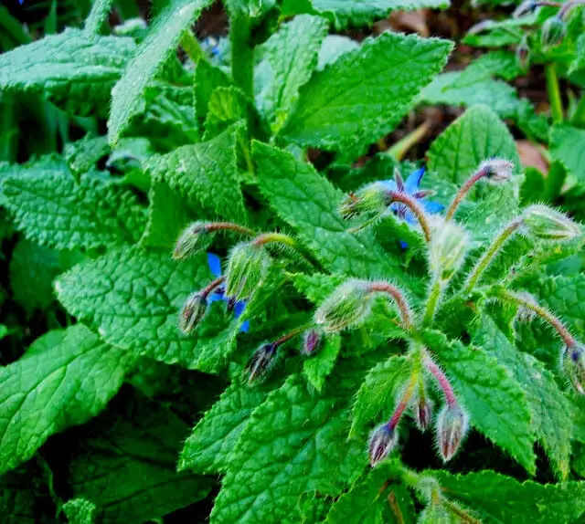 tomato companion plant borage