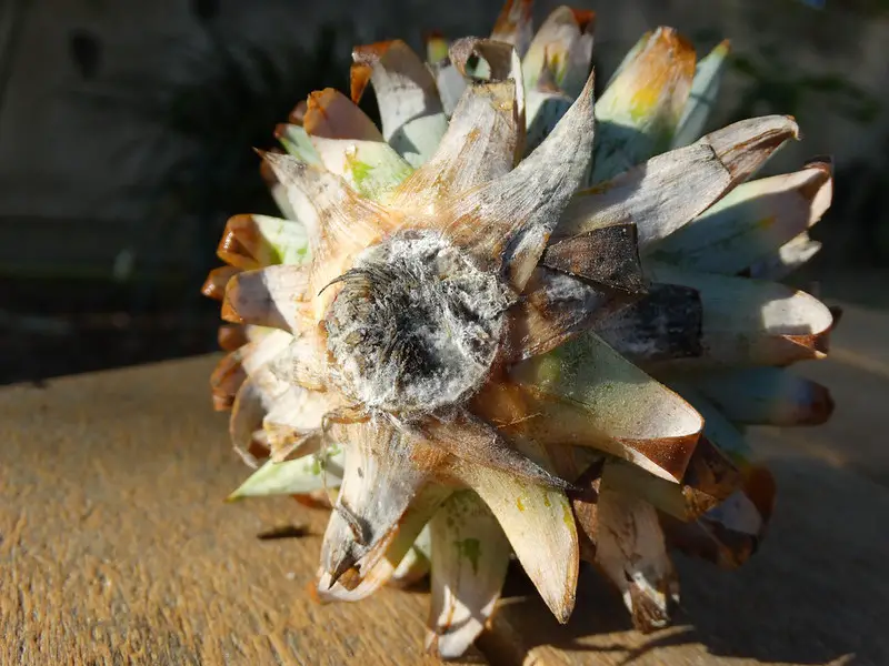 Pineapple pest and diseases