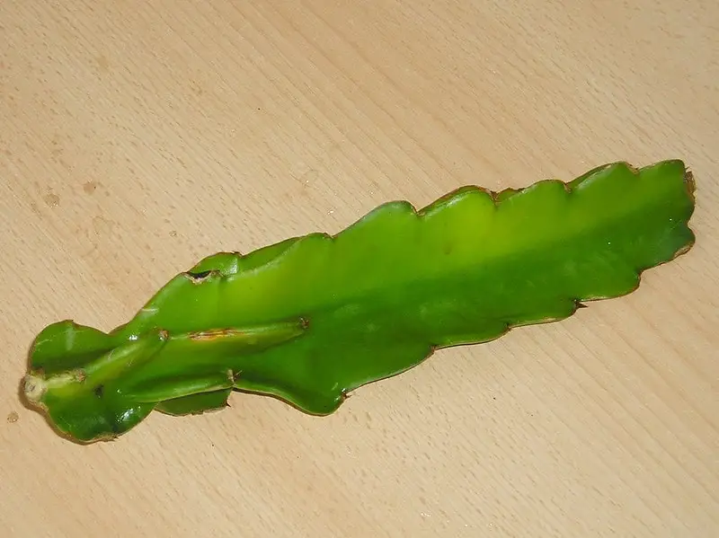 how to grow cactus cuttings