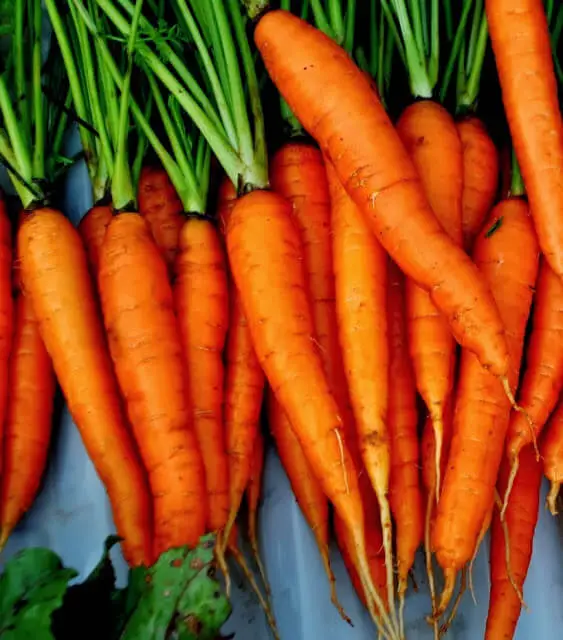 tomato companion plant carrot