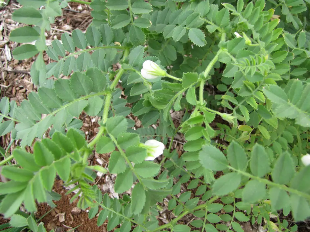 easy to grow chickpeas