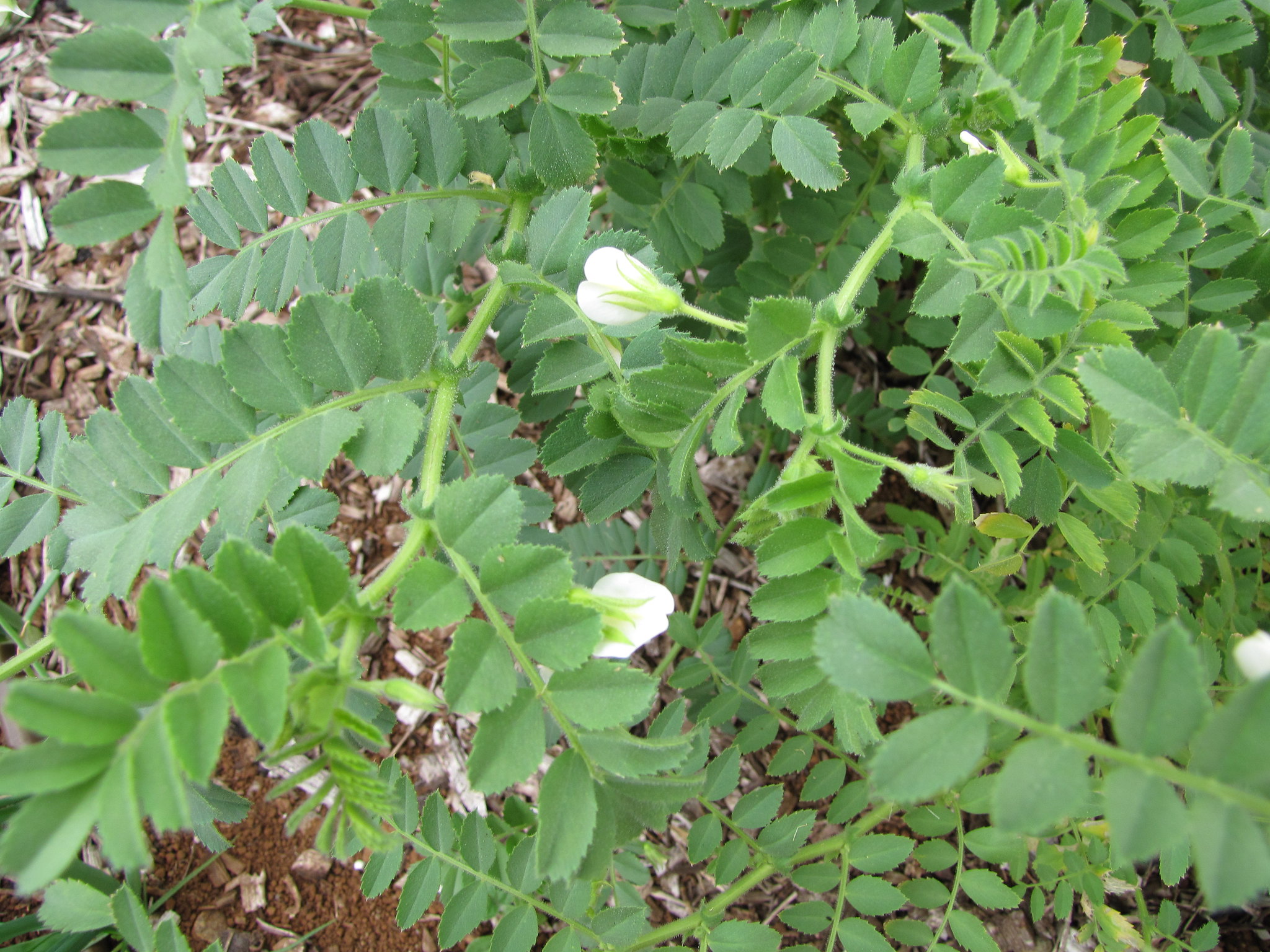 chick pea lovey