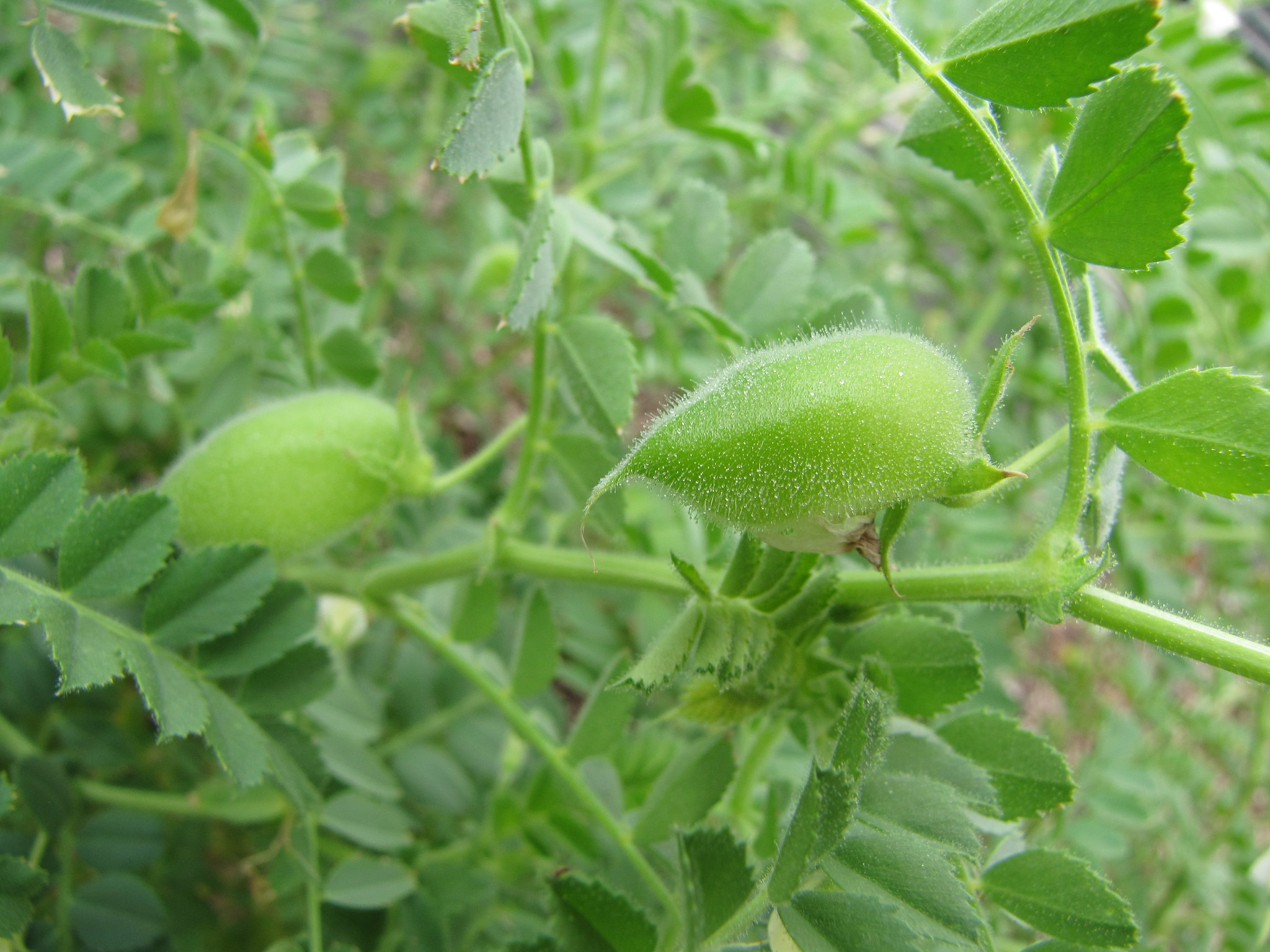 How To Grow Chickpeas - noc onq