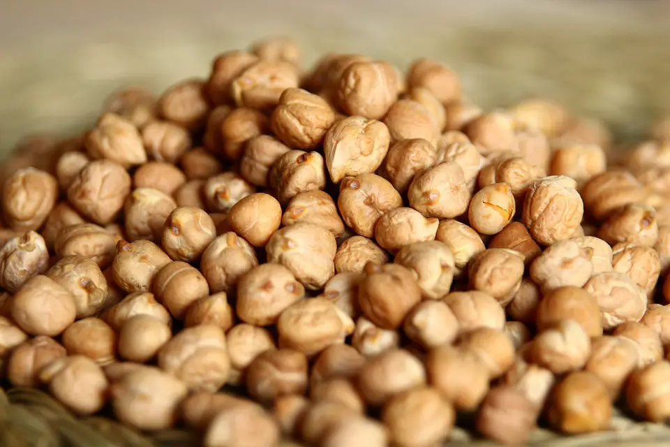 harvesting chickpeas