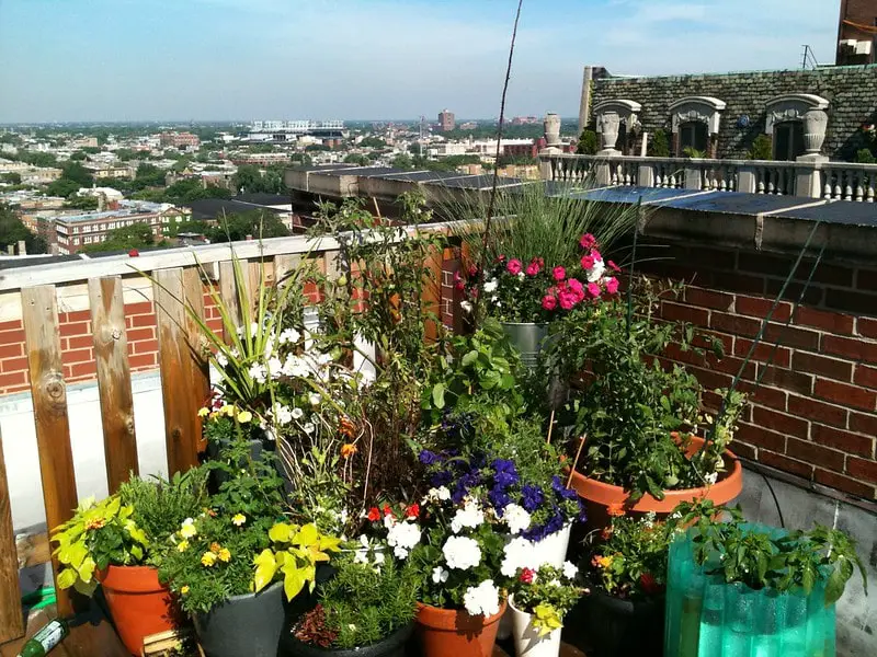 best rooftop garden plants
