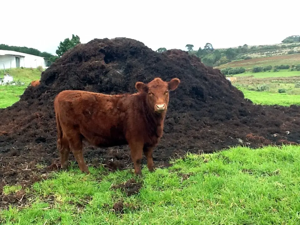 cow manure for garden