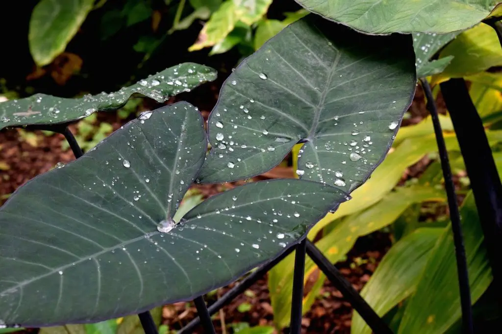 elephant ears