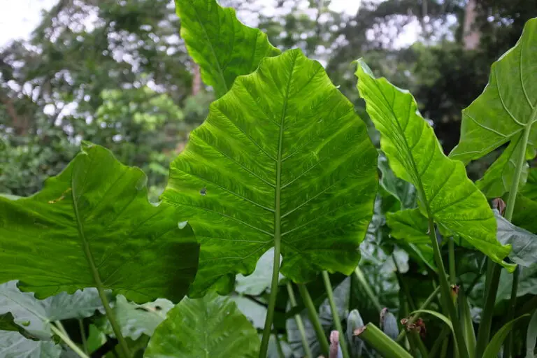 How to Grow Elephant Ears. Easy Guide on Planting and Care
