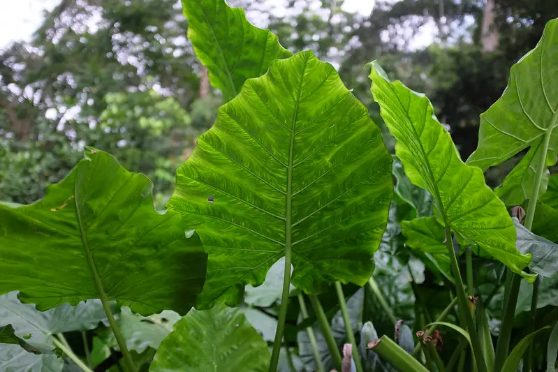 growing Elephant ears