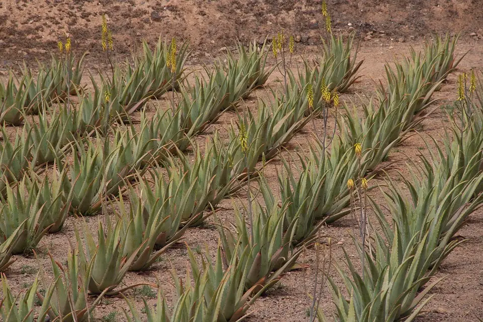 growing aloe vera