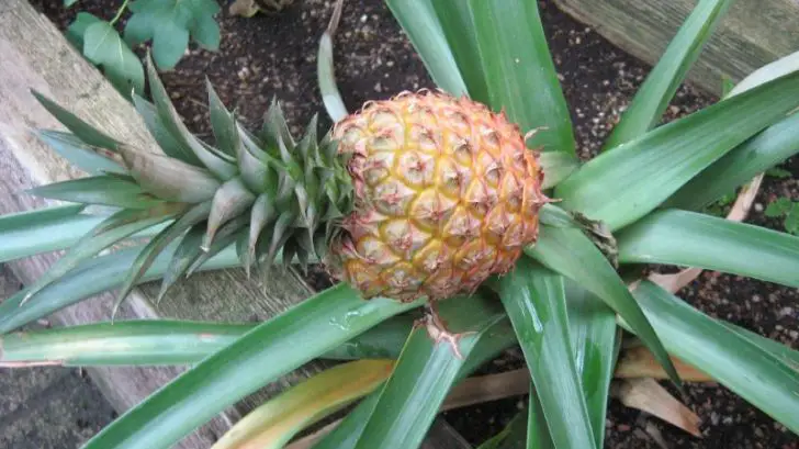 Tips On Growing Pineapple|An Easy Guide On How To Grow Pineapple Plant.