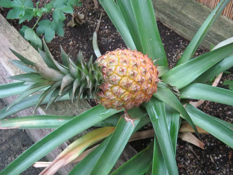 how to grow pineapple plant