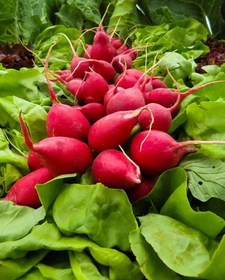 radish harvesting