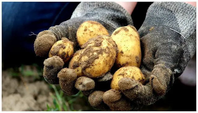 potato harvest