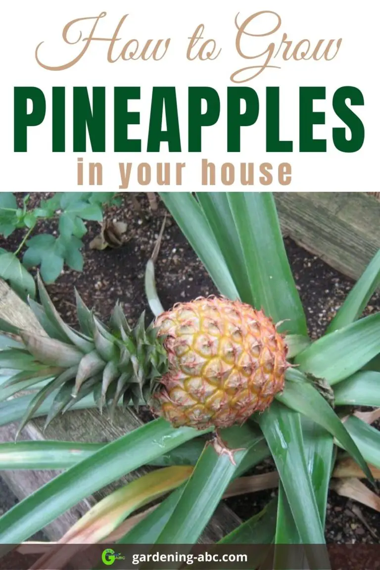 Tips On Growing Pineapple: An Easy Guide On How To Grow Pineapple Plant.