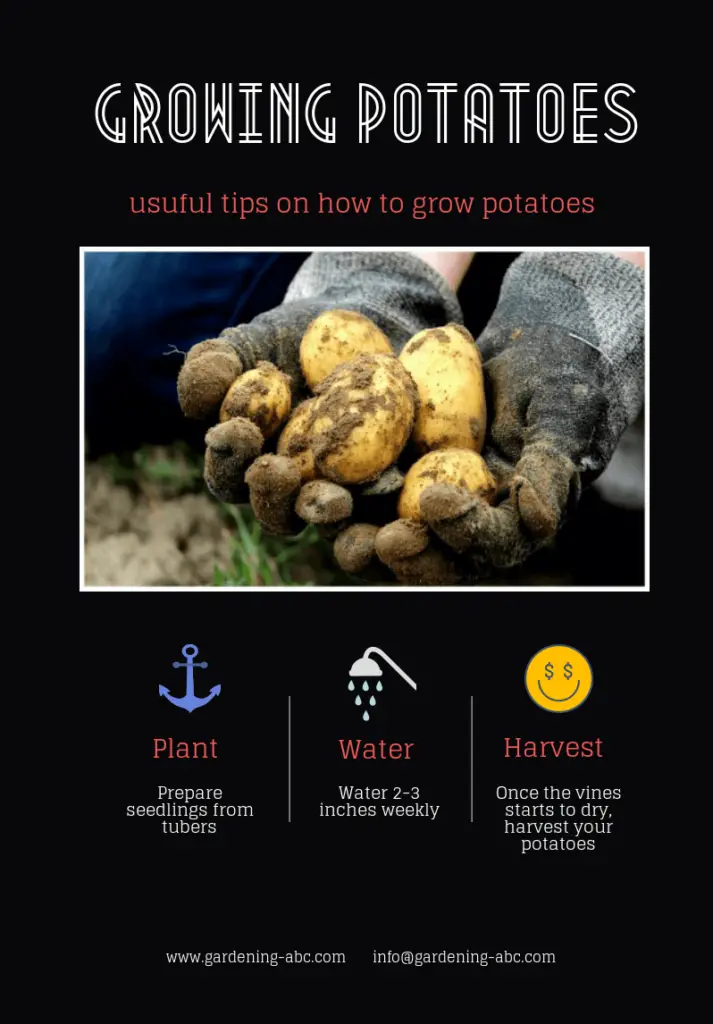 best way to grow potatoes