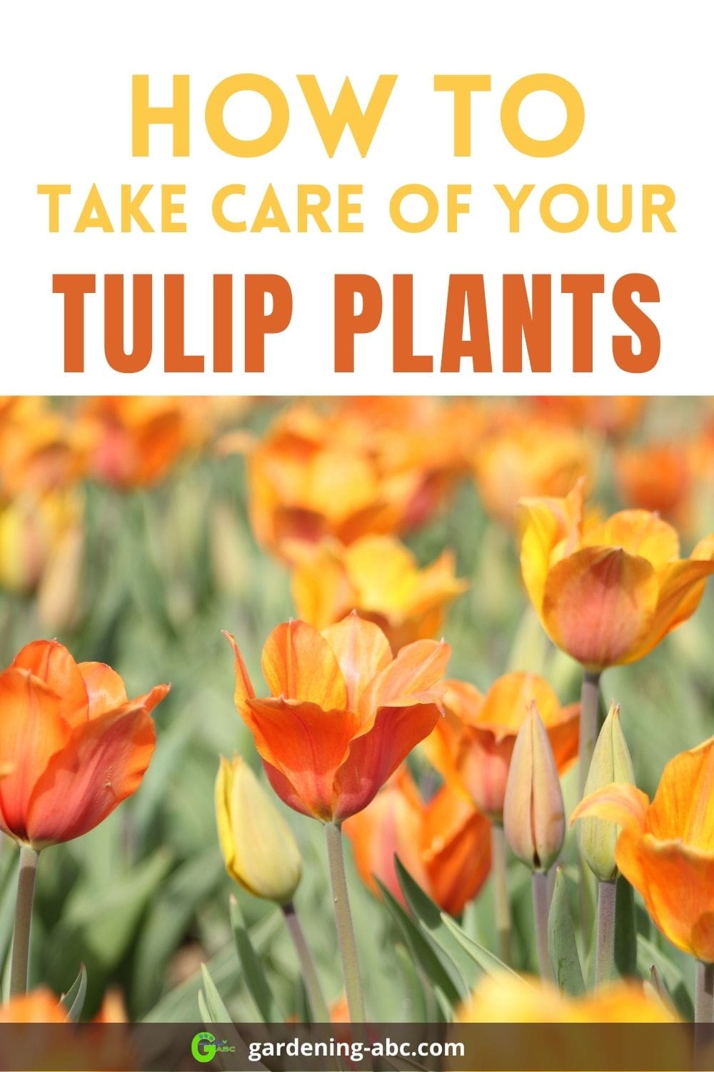 How-to-plant-tulip-bulbs - Gardening ABC