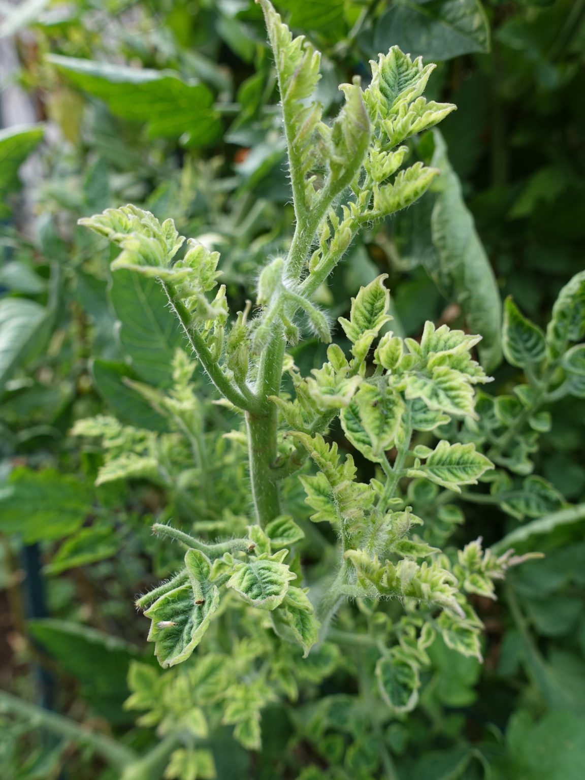 leaf-curl-tomato | Gardening ABC