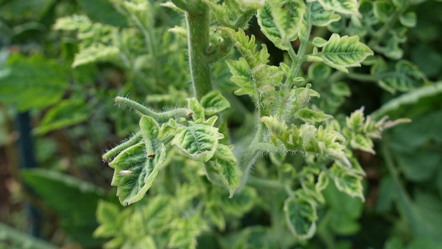 how to prevent tomato leaf curl