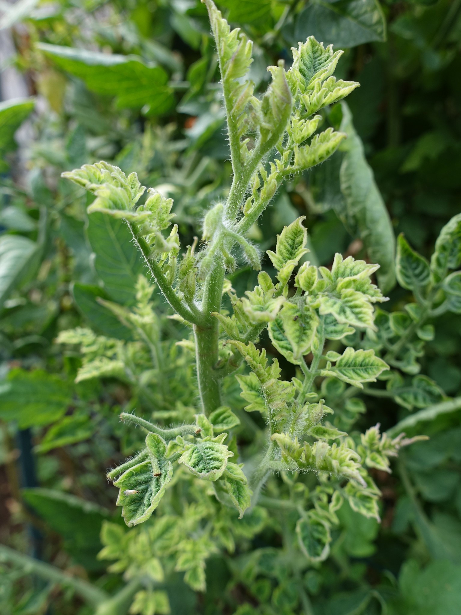 Potato Of Leaf Curl at Vincent Butler blog