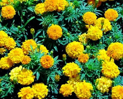 marigolds for shallow pots