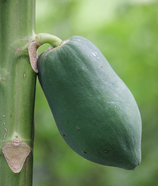 growing papaya plant from the seeds
