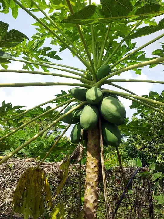 how to shorten papaya trees