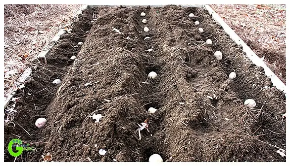 potato growing soil