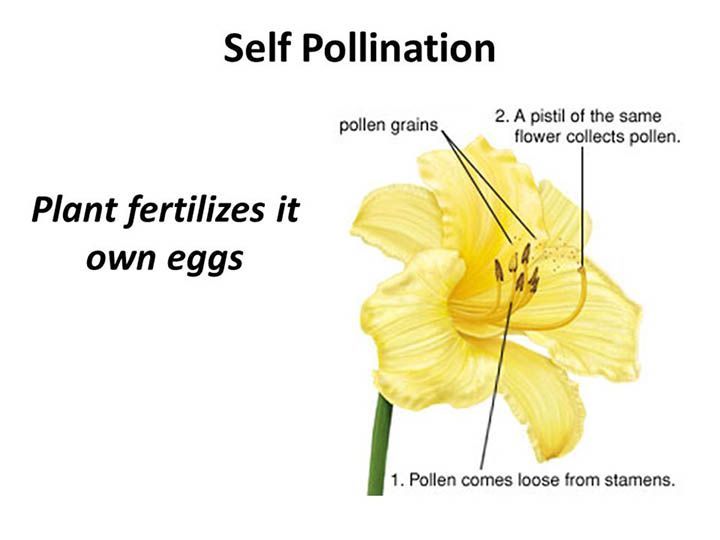 types of pollination