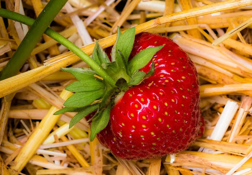 growing strawberries