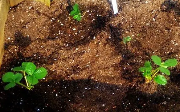 growing strawberries in coco coir