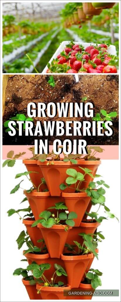 growing strawberries in coco coir