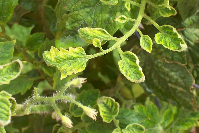 tomato leaf curl prevention