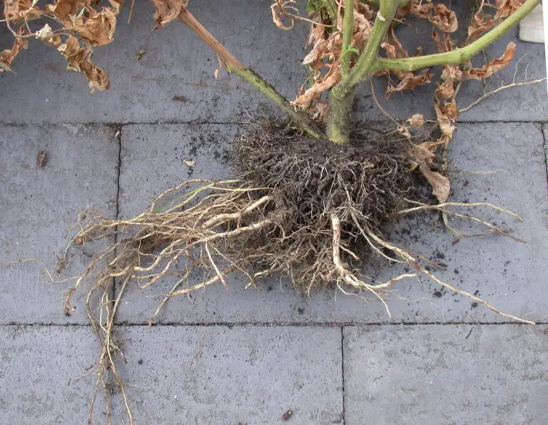How to Prevent Tomato Root Rot Disease: A Simple Easy To Read Guide