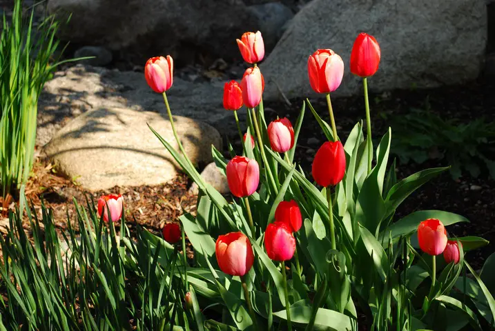 Can Tulips Flower More Than Once? A Simple Tulip Reblooming Guide You’ll Love