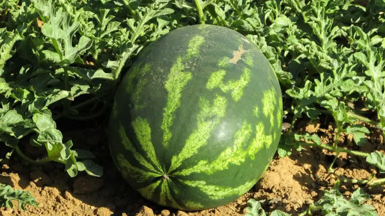 How to Grow Watermelons [With Bonus Tips]