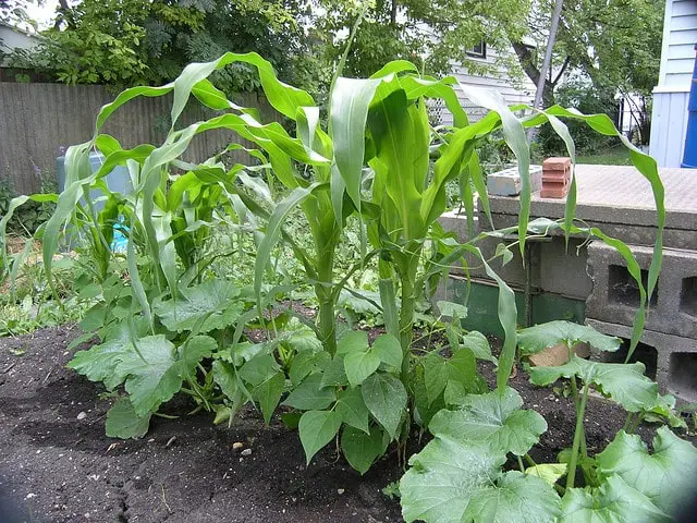 three sisters companion planting