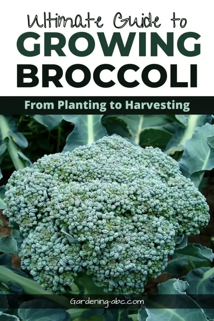 how to grow broccoli at home