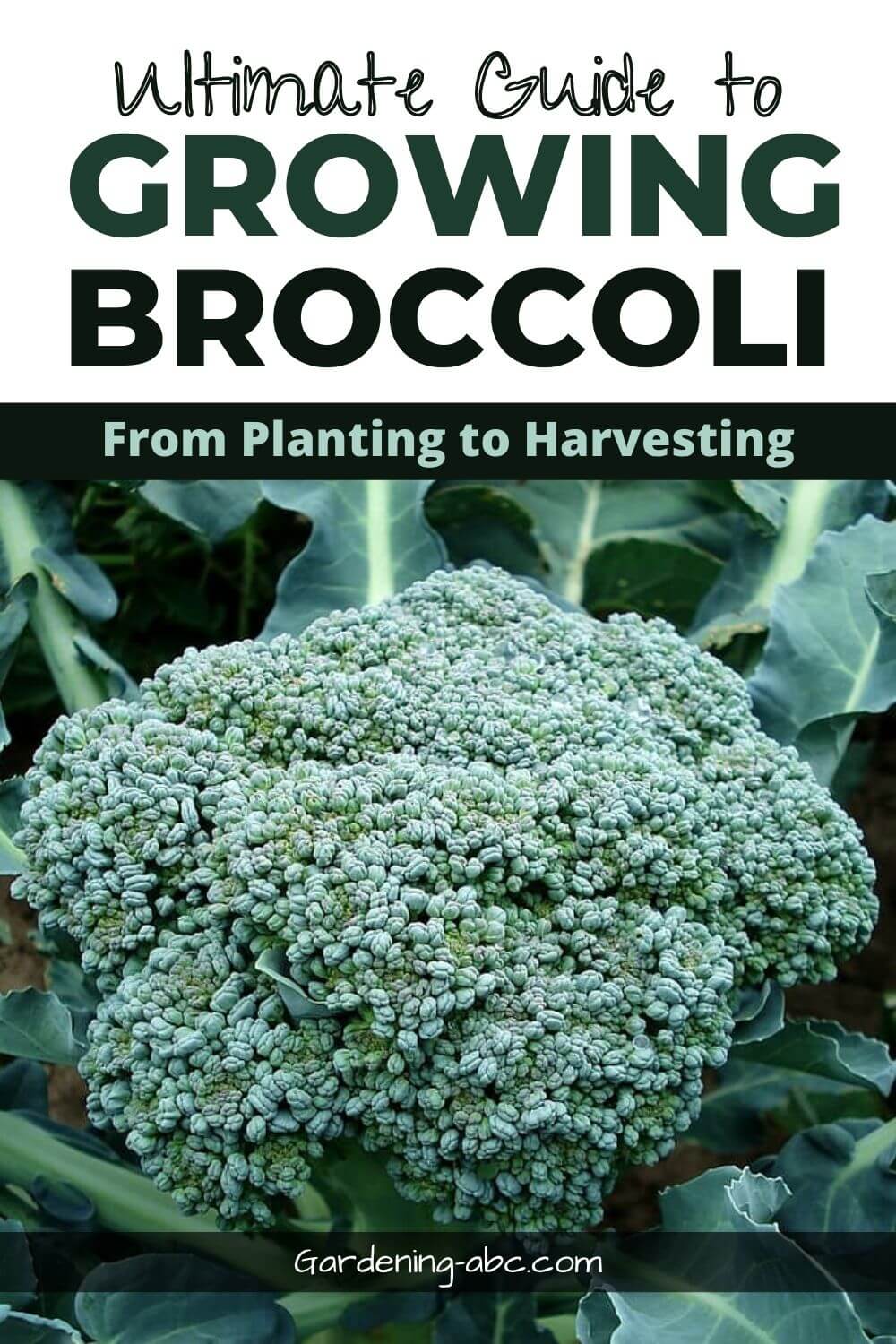 How To Grow Broccoli At Home: Beginners Tips For Growing Broccoli