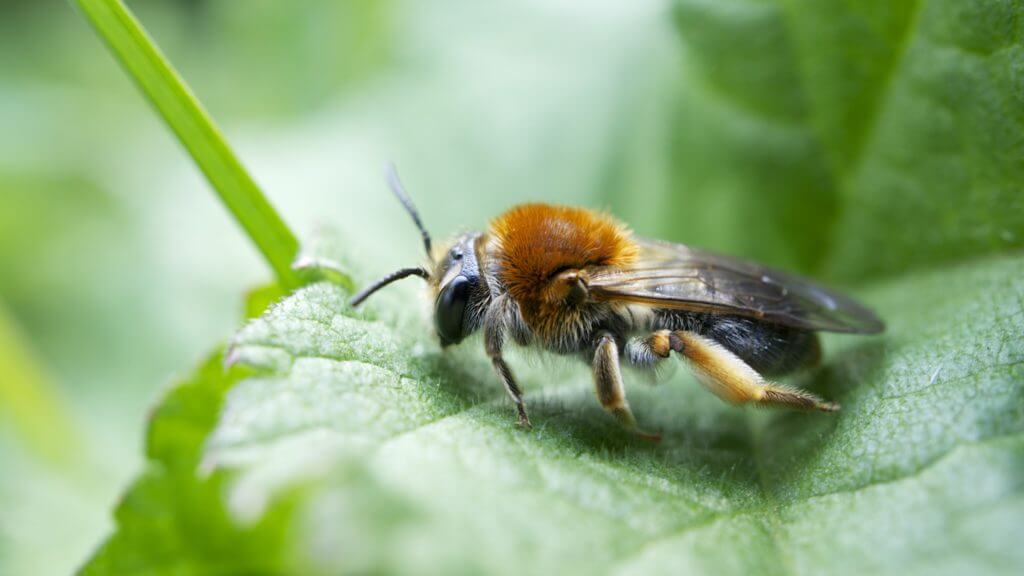 types of bees mining bees